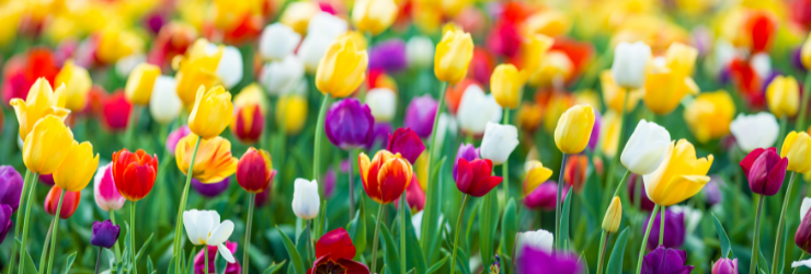 champ de fleur de tulipes